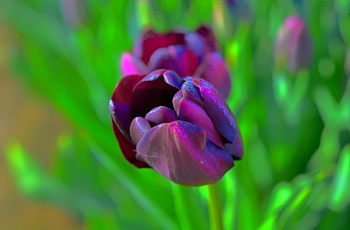purple and pink tulips Queen of Night Wooden Shoe Tulip Festival 2k 4k 5k