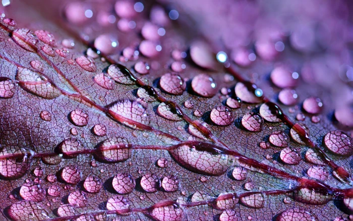 purple leaf plant with dew micro photography abstract art artistic 2k 4k 5k