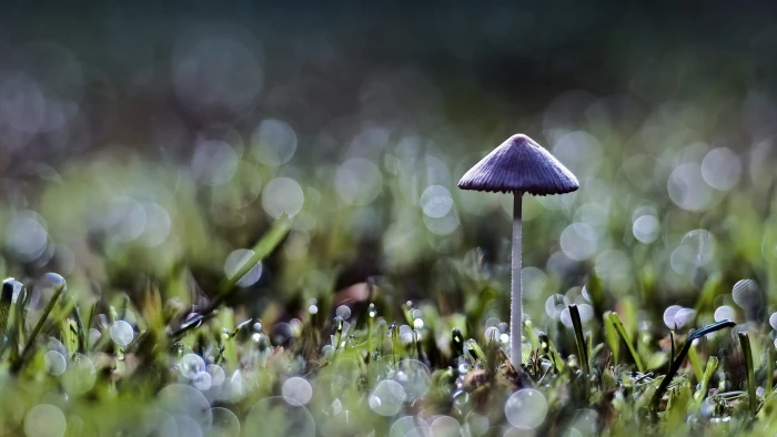 purple mushroom bokeh grass nature macro plants fungus 2k