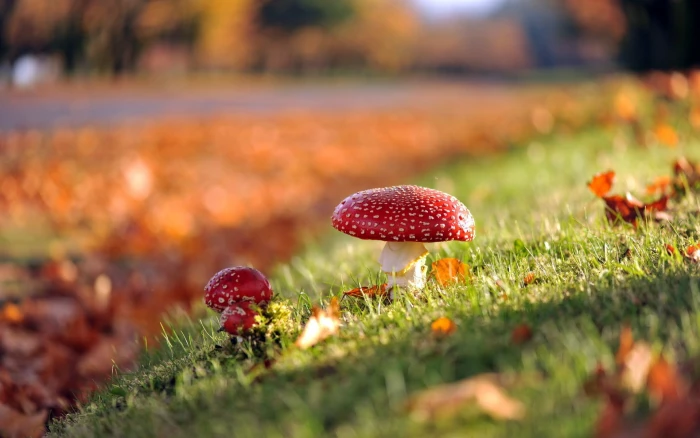 red mushroom grass nature depth of field sunlight fall bokeh 2k