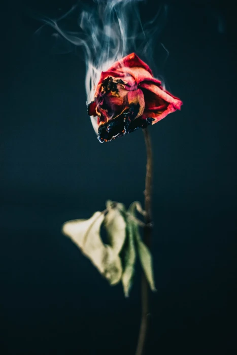 red rose flower burning leisure activities adventure fire 2k