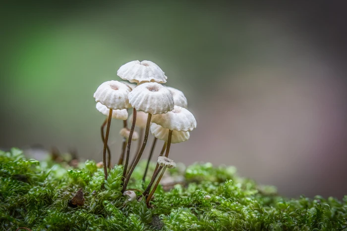 selective focus photo of white and brown mushrooms marasmius 2k