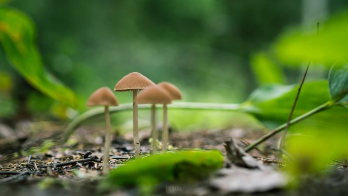 selective focus photography of brown mushrooms Magic 2k 4k 5k