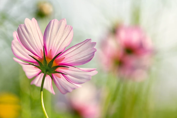 selective focus photography of pink Cosmos flower Summer Sun 2k 4k 5k
