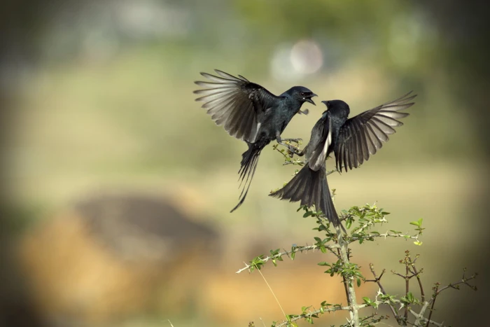 two black birds facing each other above brown tree branch selective photography at daytime drongo