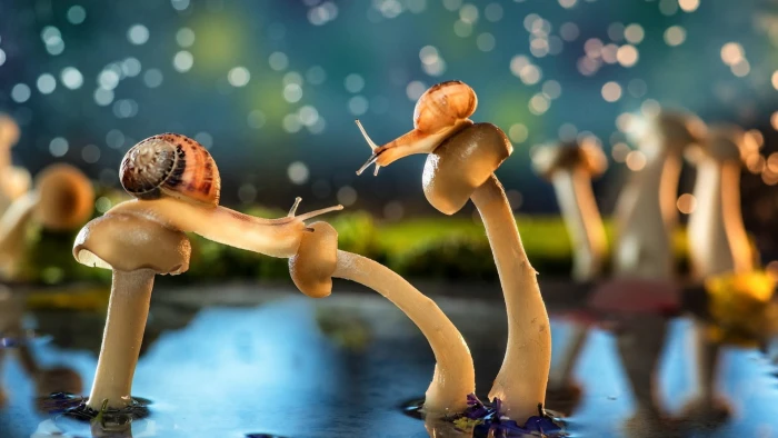 two brown snails mushroom bokeh animals wildlife vitality 2k