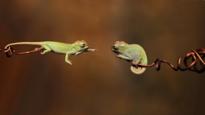 two green chamelions bokeh photo of chameleons during daytime 2k