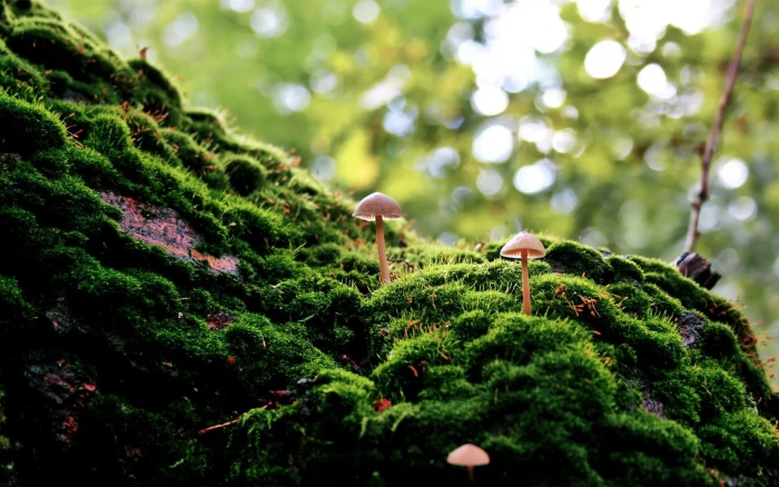 two pink mushtrooms moss forest bokeh macro nature mushroom 2k