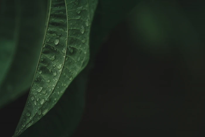 water dews on green leaf veins droplet snake animal reptile 2k 4k 5k