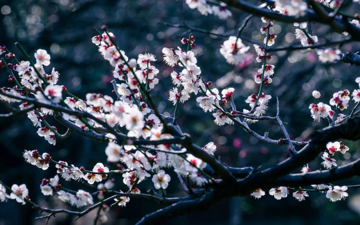 white flower tree flowers trees branch bokeh depth of field 2k