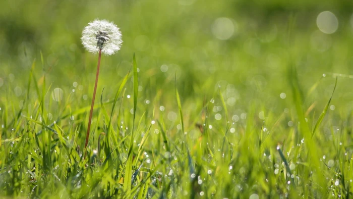 white flower dandelion flowers grass macro bokeh plant 2k