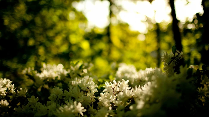 white flowers nature blurred bokeh plants flowering plant 2k