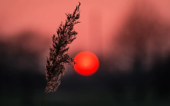 white leaf closeup photo of grass Sun bokeh plants depth field 2k