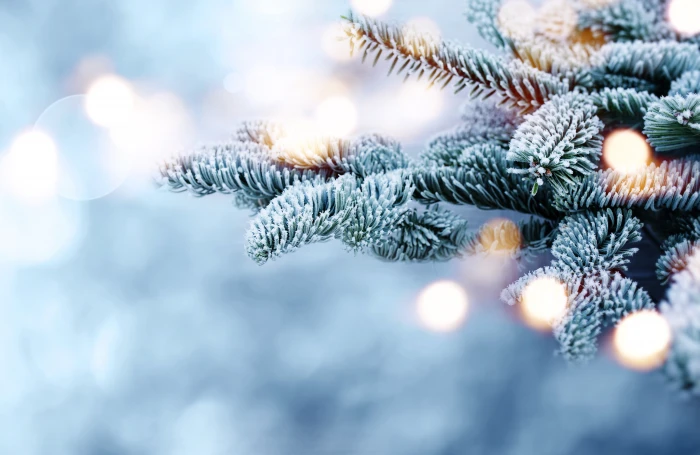 winter snow branches tree frost bokeh fir 2k 4k 5k