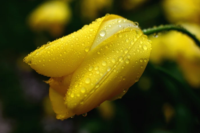 yellow flower with water droplets tulip in The Rain 2k 4k