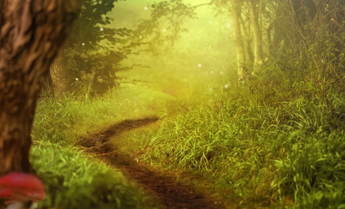 background image forest trees path mushrooms 2k 4k 5k