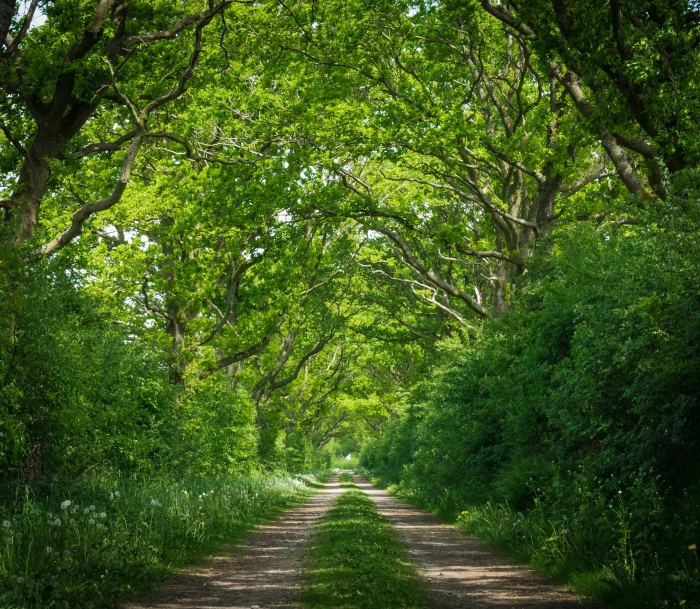 brown and green pathway near plants under trees during daytime 2k 4k