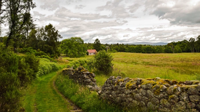 bush of grass near house scotland aberdeenshire dee tal landscape 2k 4k 5k