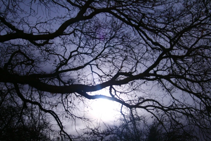 down angle photo of bare tree darkness aesthetic nature kahl 2k