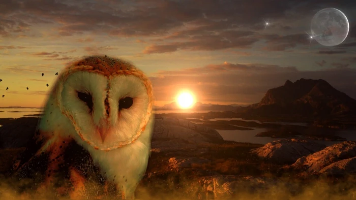 edited photo of white and brown owl sun moon star mountains 2k
