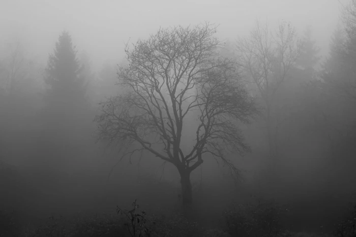 fogged bare tree moor swamp venn branch structure forest 2k 4k 5k