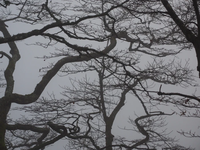 Forest Branches Aesthetic Trees tree trunks book foggy 2k 4k 5k