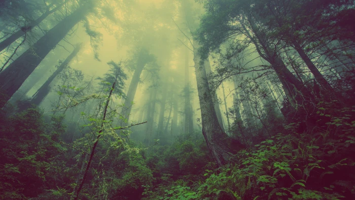forest fog trees mystical 2k 4k