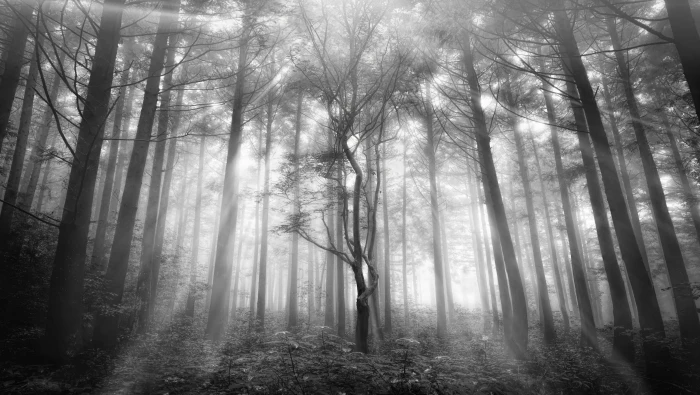 gray scale photography forest land mystic beauty traveller 2k