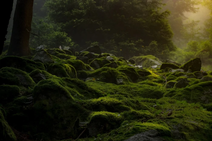 green grass at forest dark moss nature gloomy darkness mysticism 2k