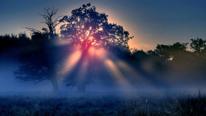 Mystic Sunshine trees forest mist photography nature sunrise 2k