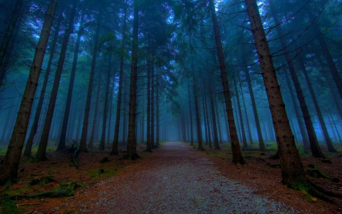 Mystical Forest Path green trees an evening trail pathway 2k