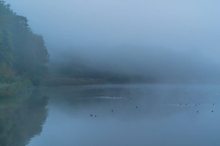 nature fog autumn mourning sad depressed atmospheric 2k 4k 5k