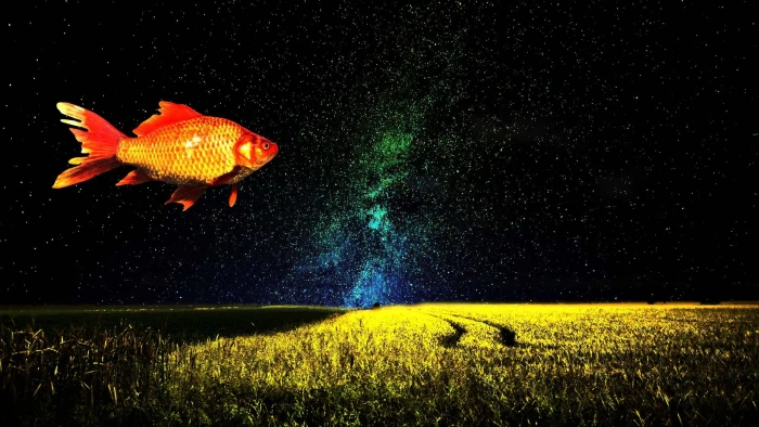 orange fish goldfish fantasy imagination surreal sky dream 2k