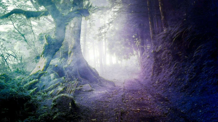 path forest mystic nature land beauty in tree 2k