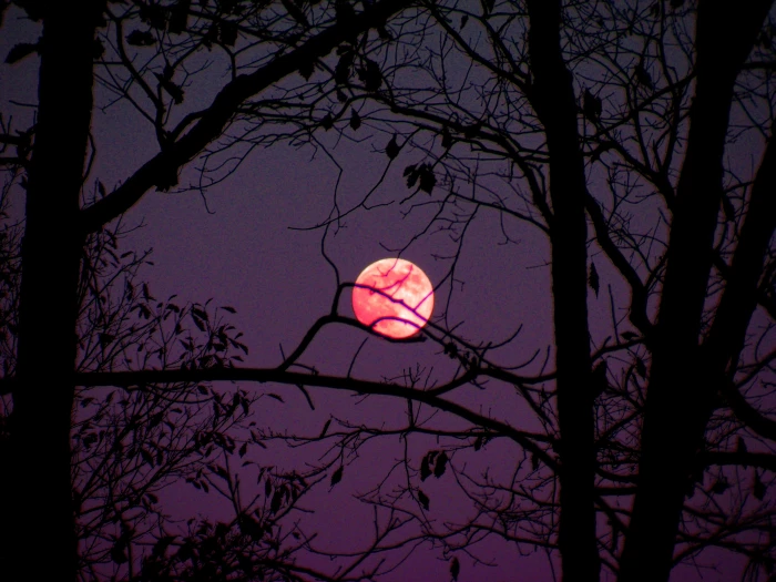 red moon during nighttime shine trees sky dark mystical 2k
