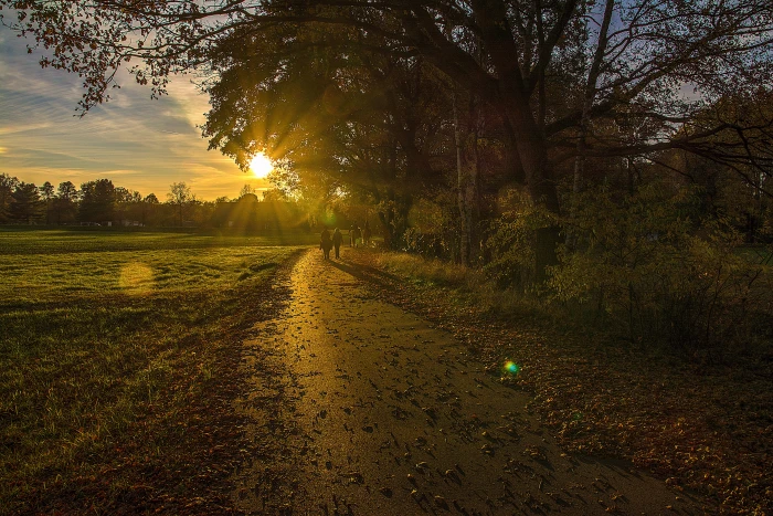 two person walking near trees and field during golden hour Sun 2k 4k 5k