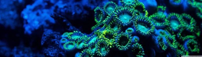 aquatic aquatique dual eau monitor multi multiple screen widescreen dualmonitor dualscreen 2k 4k