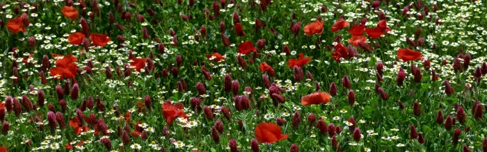 dual screen screensaver plant flower flowering red widescreen dualmonitor dualscreen 2k