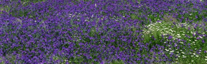 dual screen photography picture flowering plant beauty in nature widescreen dualmonitor dualscreen 2k