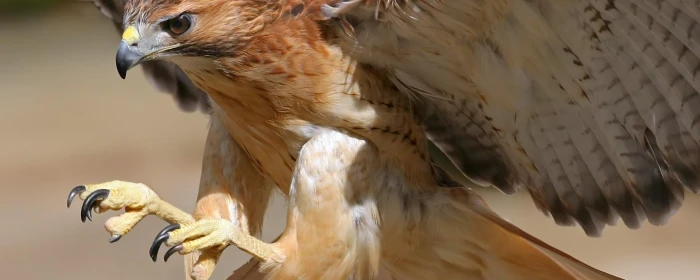 dual monitor multi screen Widescreen bird animal themes widescreen dualmonitor dualscreen 2k