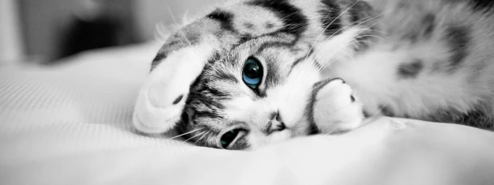 dual monitor multi screen Widescreen domestic pets mammal widescreen dualmonitor dualscreen 2k