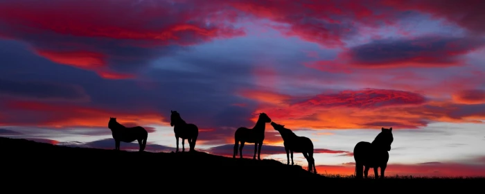 dual monitor multi screen Widescreen sunset sky mammal widescreen dualmonitor dualscreen 2k