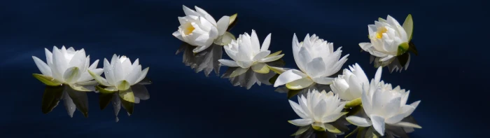 white flowers water Lily dual multi screen monitor multiple widescreen dualmonitor dualscreen 2k 4k