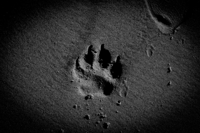 animal paw print dog sand beach pet canine land high angle view 2k 4k 5k