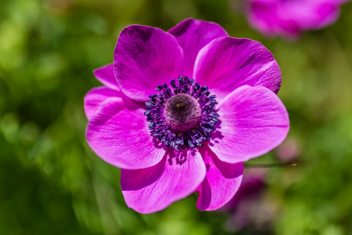 close up photography of purple anemone flower in bloom spring 2k 4k 5k