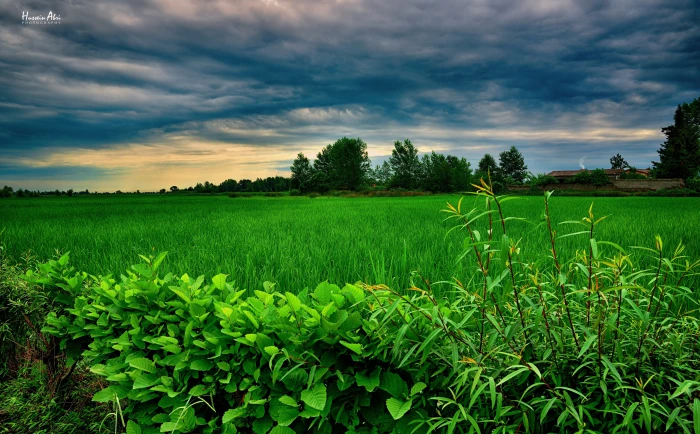 Fuman green leafed plant Asia Iran Nature Beautiful Landscape 2k 4k 5k