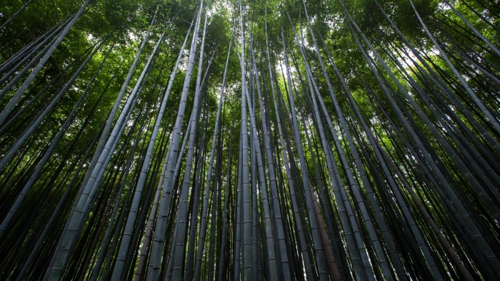 low angle photography of bamboo trees during daytime Forest 2k 4k 5k