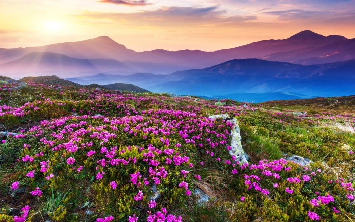 Nature Landscape Beautiful Mountain Flowers And Purple Colored Rocks Green Grass Sun Rays Desktop Wallpaper Hd 2k 4k 5k