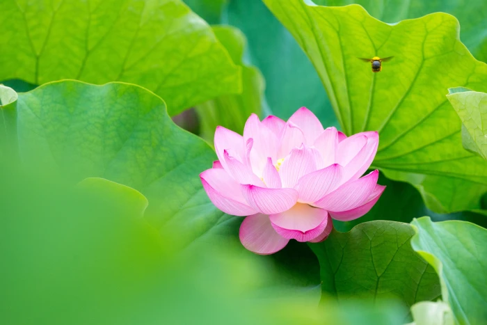 selective focus photography of pink Lotus flower Visitor Sankeien 2k 4k 5k