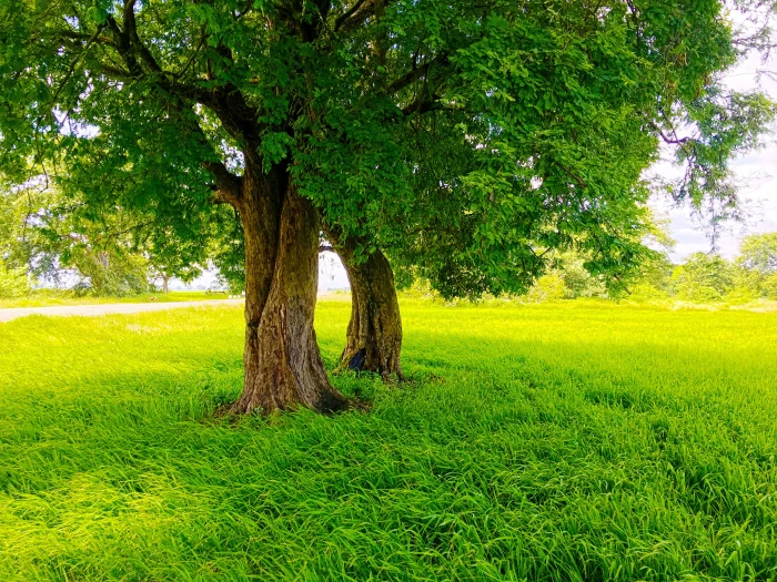 Sri Lanka nature rice paddy road trees photography green 2k 4k